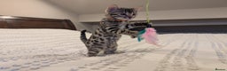 Bengal cats for sale: 🖤🤎 Gorgeous Bengal Kittens 🤎🖤 - Advert 6