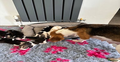 Beagle dogs - Advert 9