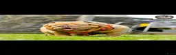 English Bulldog dogs for sale: English bulldog female puppy  - Advert 10
