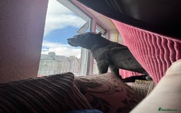 Cane Corso dogs for sale: Male cane corso  - Advert 3