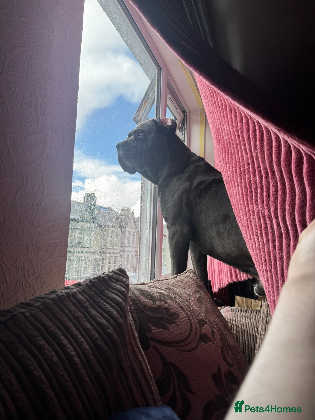 Cane Corso dogs for sale: Male cane corso  - Advert 3