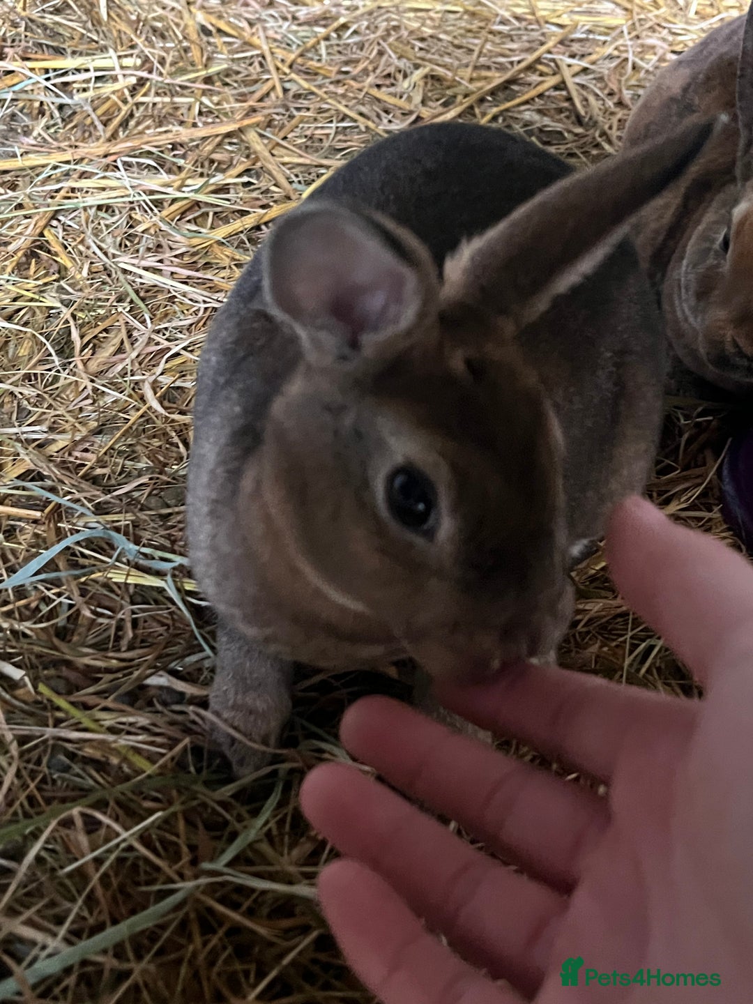 Rex rabbits for sale: Rex babies  - Advert 4