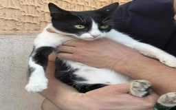 Mixed Breed cats for adoption: ☕ Moca ☕ is looking for her family!  - Image 11