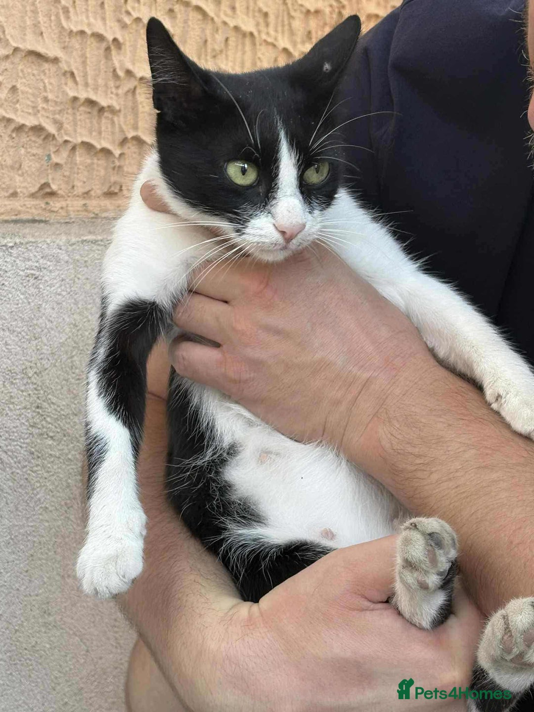 Mixed Breed cats for adoption: ☕ Moca ☕ is looking for her family!  - Image 11