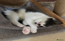 Mixed Breed cats for sale: 2 beautiful kittens  - Image 2