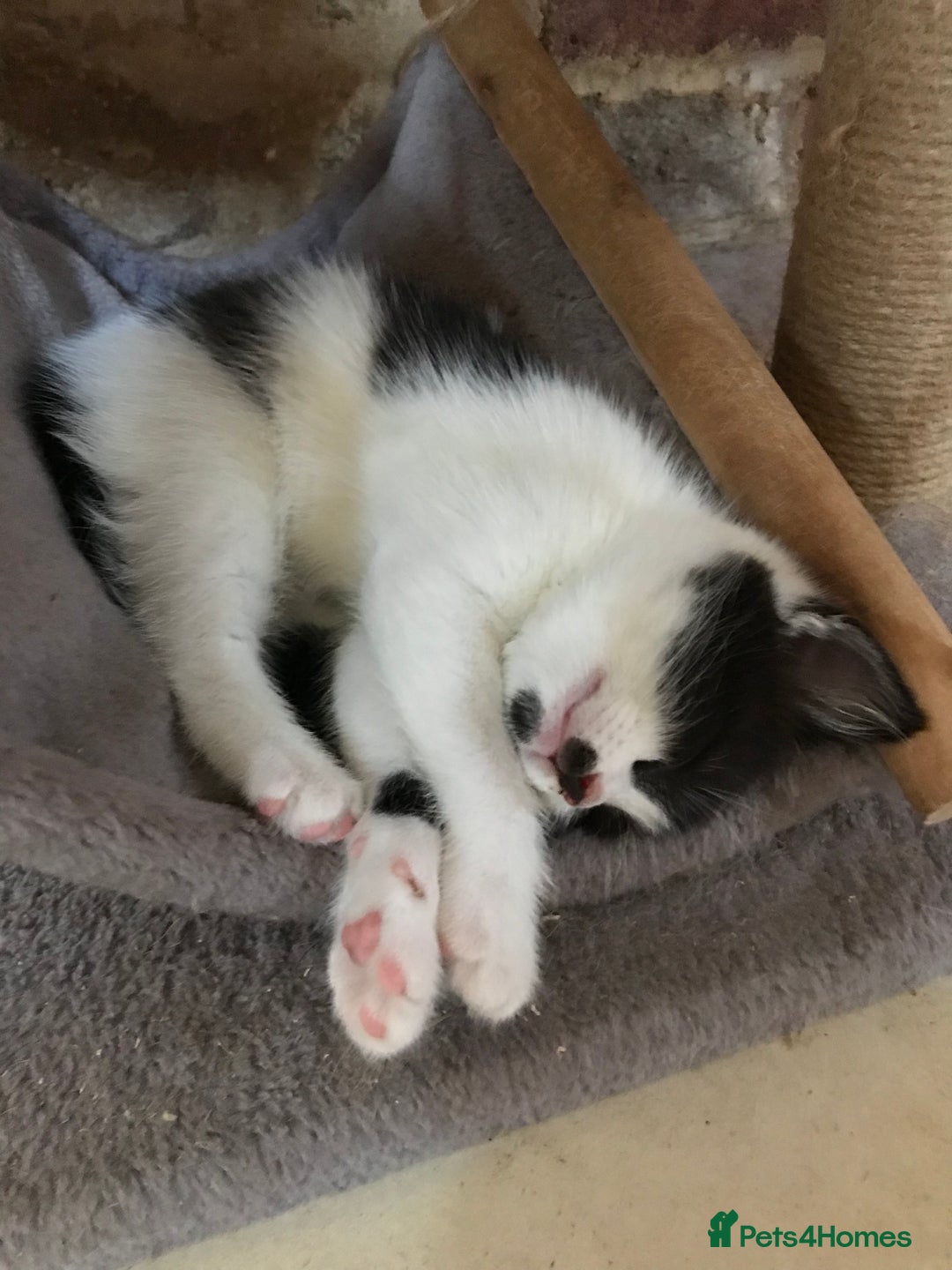 Mixed Breed cats for sale: 2 beautiful kittens  - Image 2