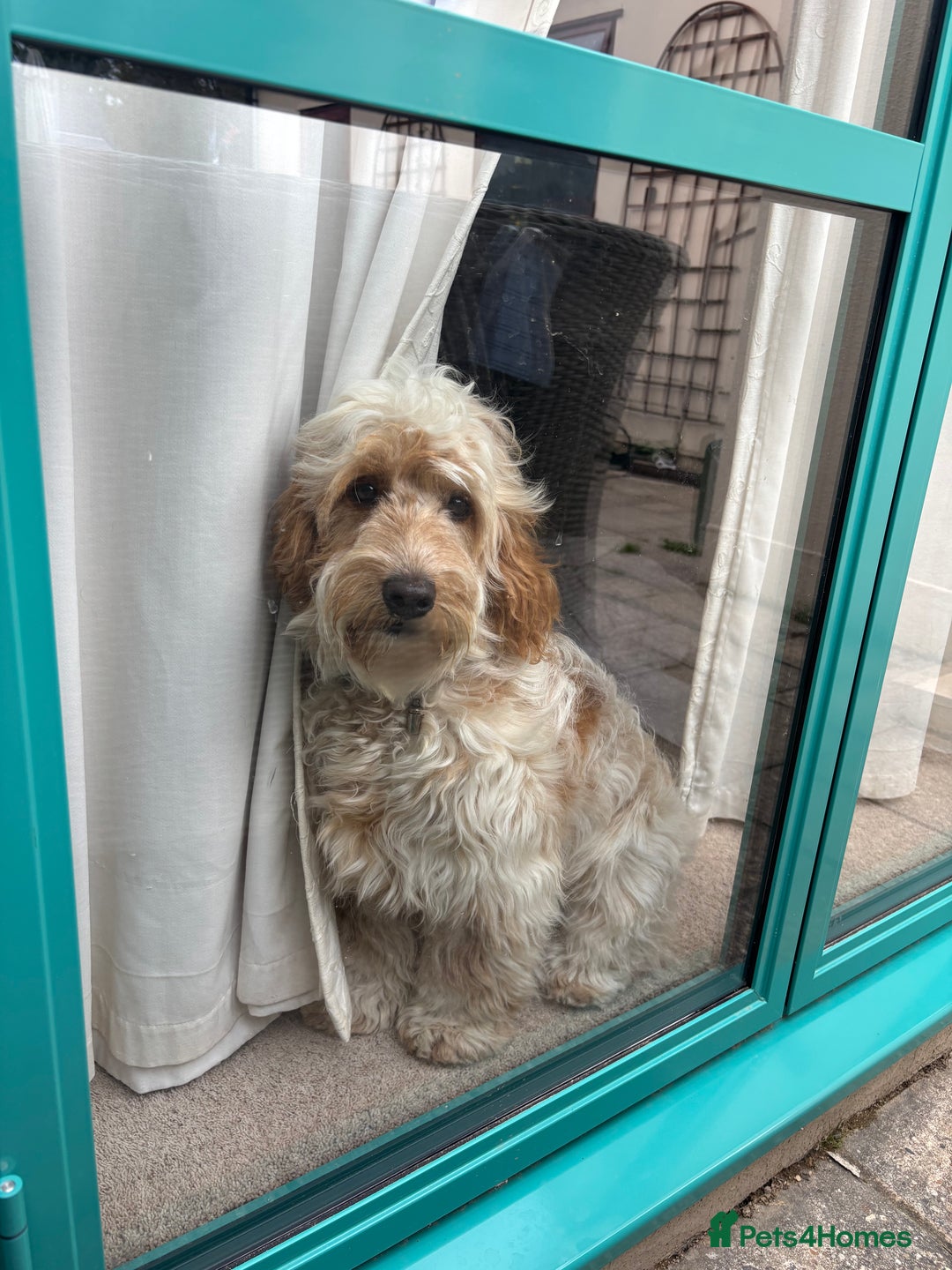 Cockapoo dogs for sale: ADORABLE 10 MONTH OLD COCKAPOO PUPPY FOR SALE - Advert 2