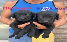 Labrador Retriever dogs for sale: Yellow and black lab pups  - Image 3