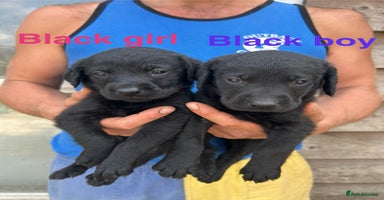 Labrador Retriever dogs - Advert 2