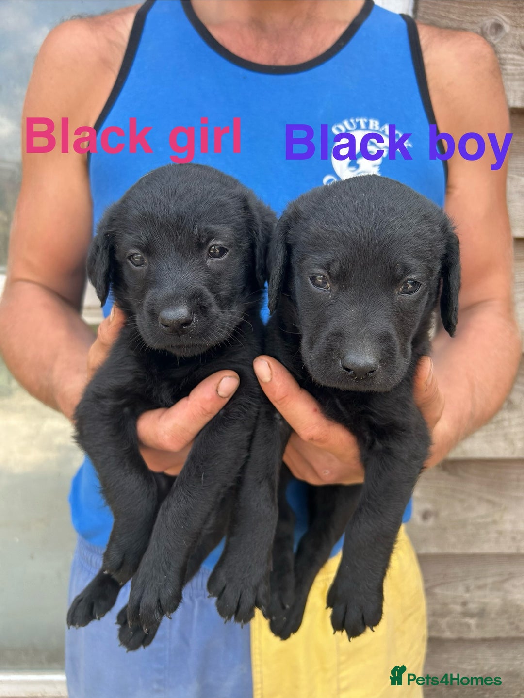 Labrador Retriever dogs for sale: Yellow and black lab pups  - Image 3