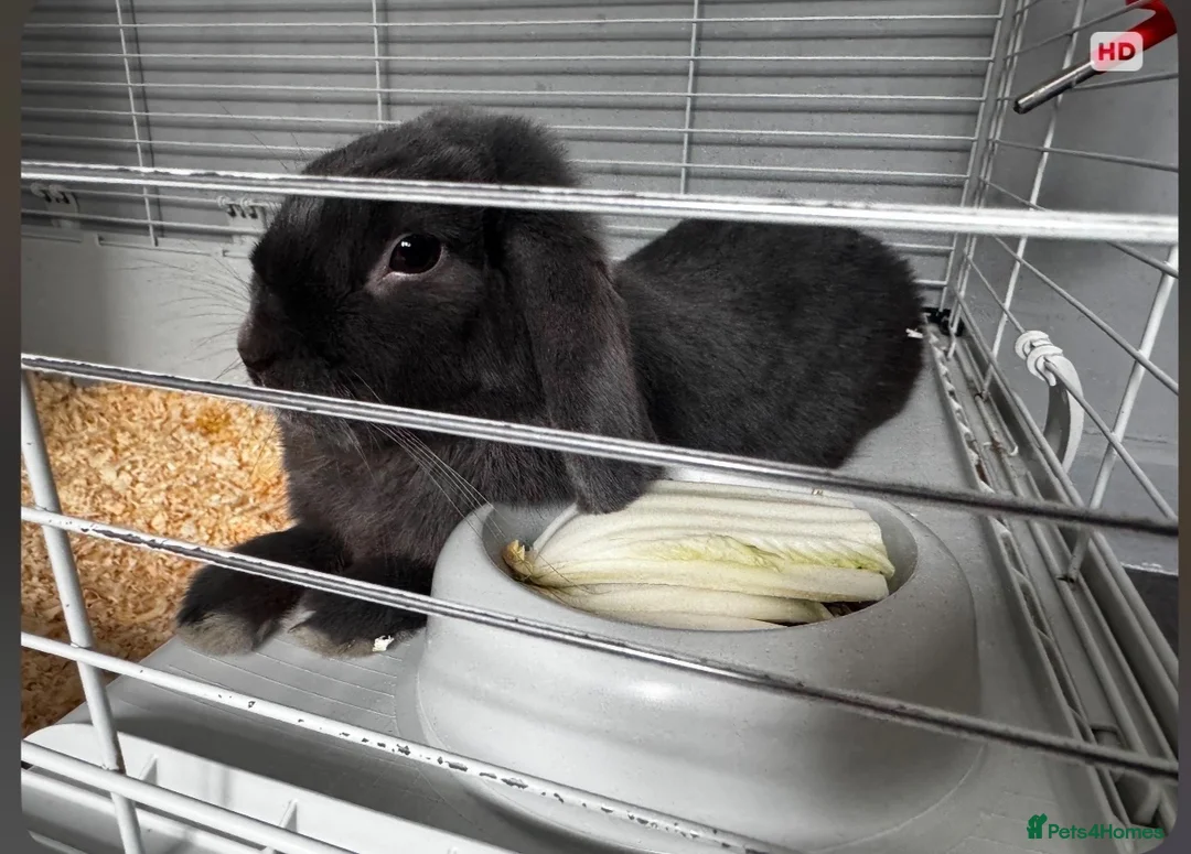Mini Lop rabbits for sale: I’m looking to rehome my bunny in Dudley - Advert 2