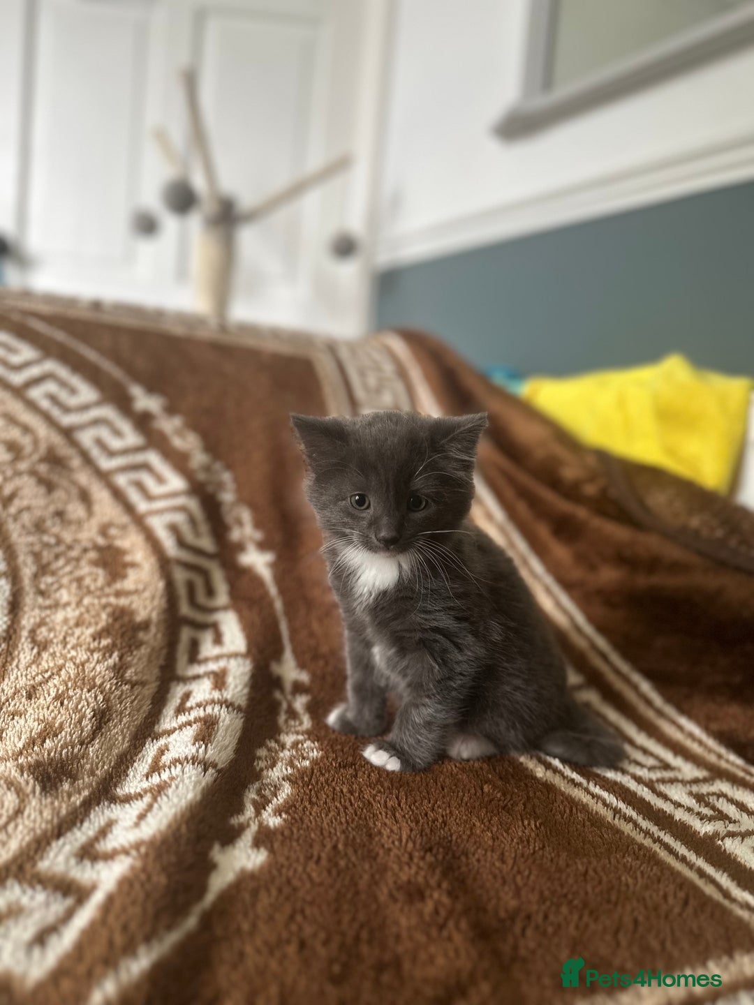 Domestic Shorthair cats for sale: Kittens ready to find their forever home - Image 2