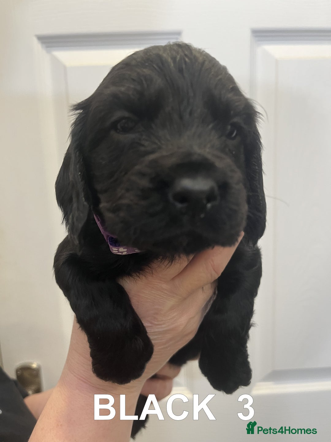 Cocker Spaniel dogs for sale: Working Cocker Spaniel Pups - Advert 7