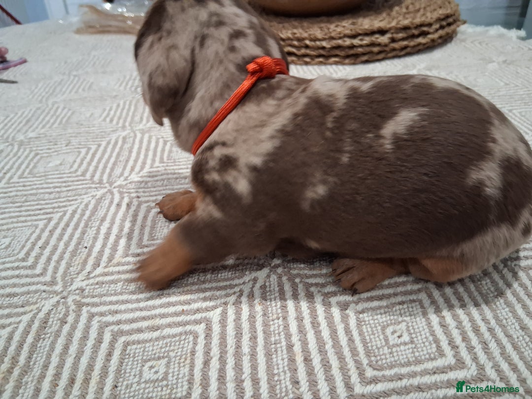 Miniature Dachshund dogs for sale: Miniture dachhund - Advert 5