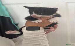 British Shorthair cats for sale: British short hair mixed kittens - Advert 7