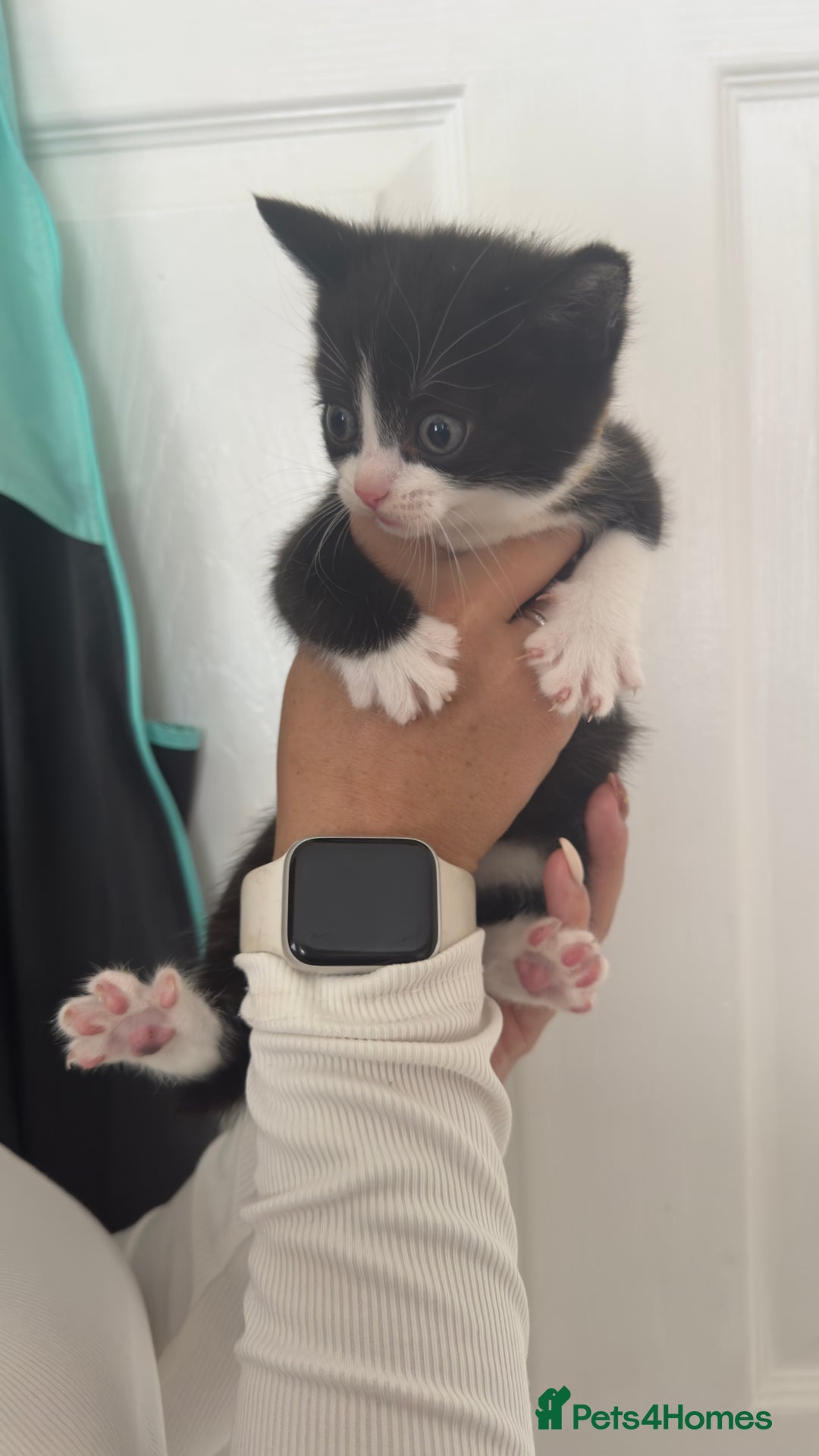 British Shorthair cats for sale: British short hair mixed kittens - Advert 7