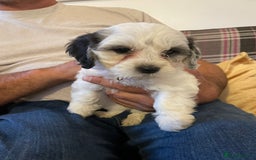Mixed Breed dogs for sale: Cockapoo x Maltese (Maltipoo) - Image 6