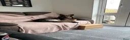 German Shepherd dogs for sale: German shepherd bitch  - Advert 1