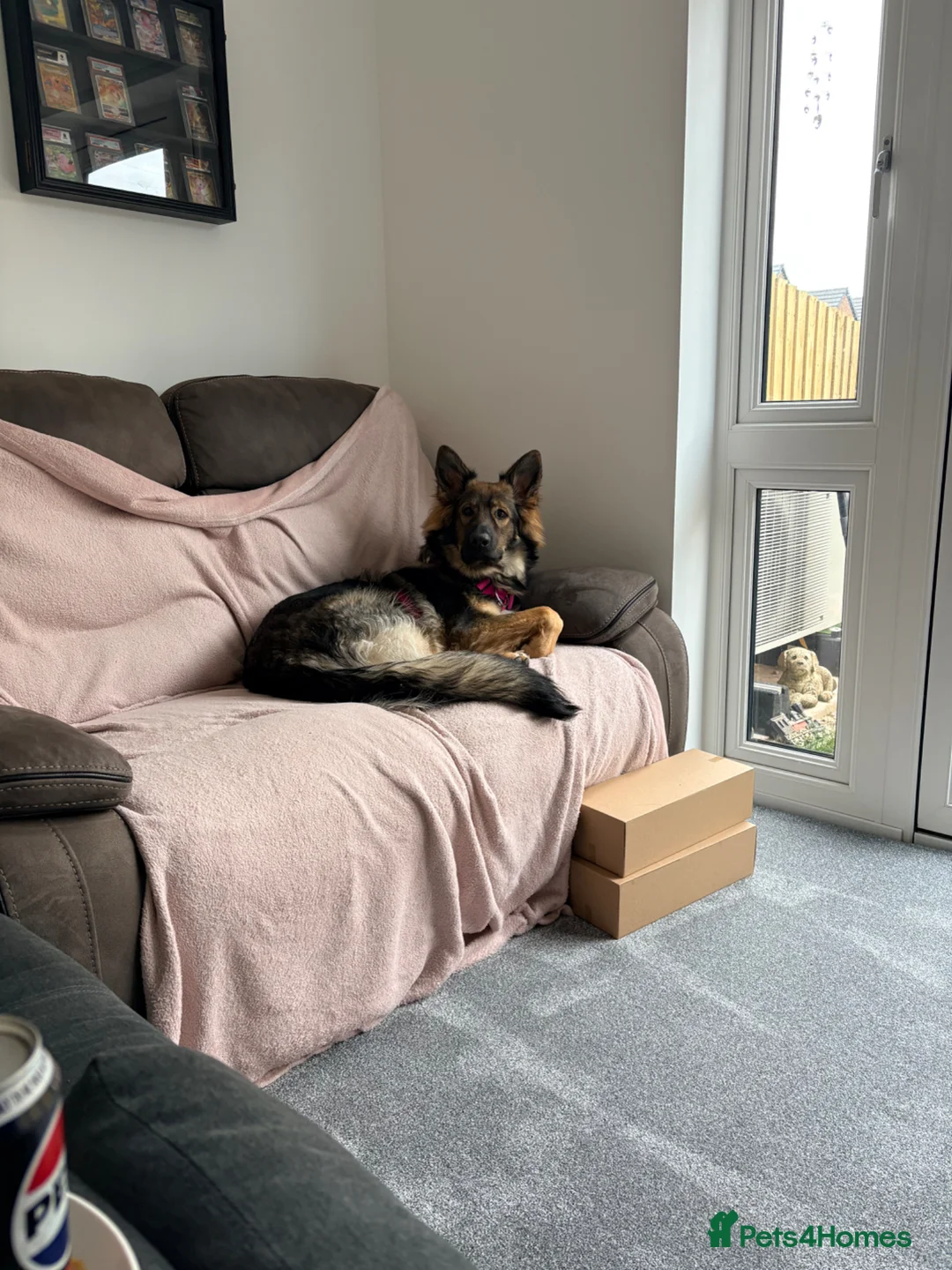 German Shepherd dogs for sale: German shepherd bitch  - Advert 1