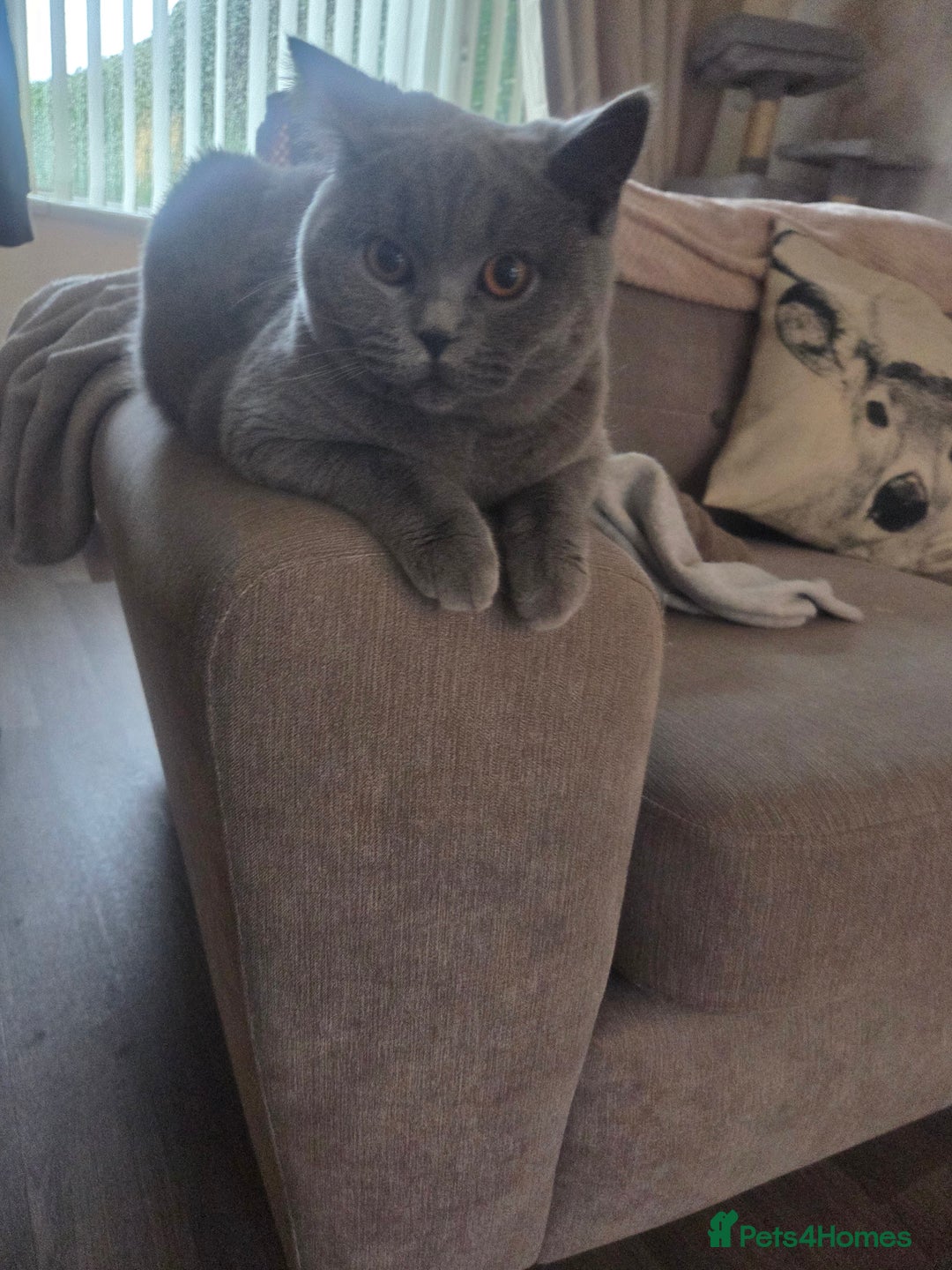 British Shorthair cats for sale: Blue british short hair  - Advert 6