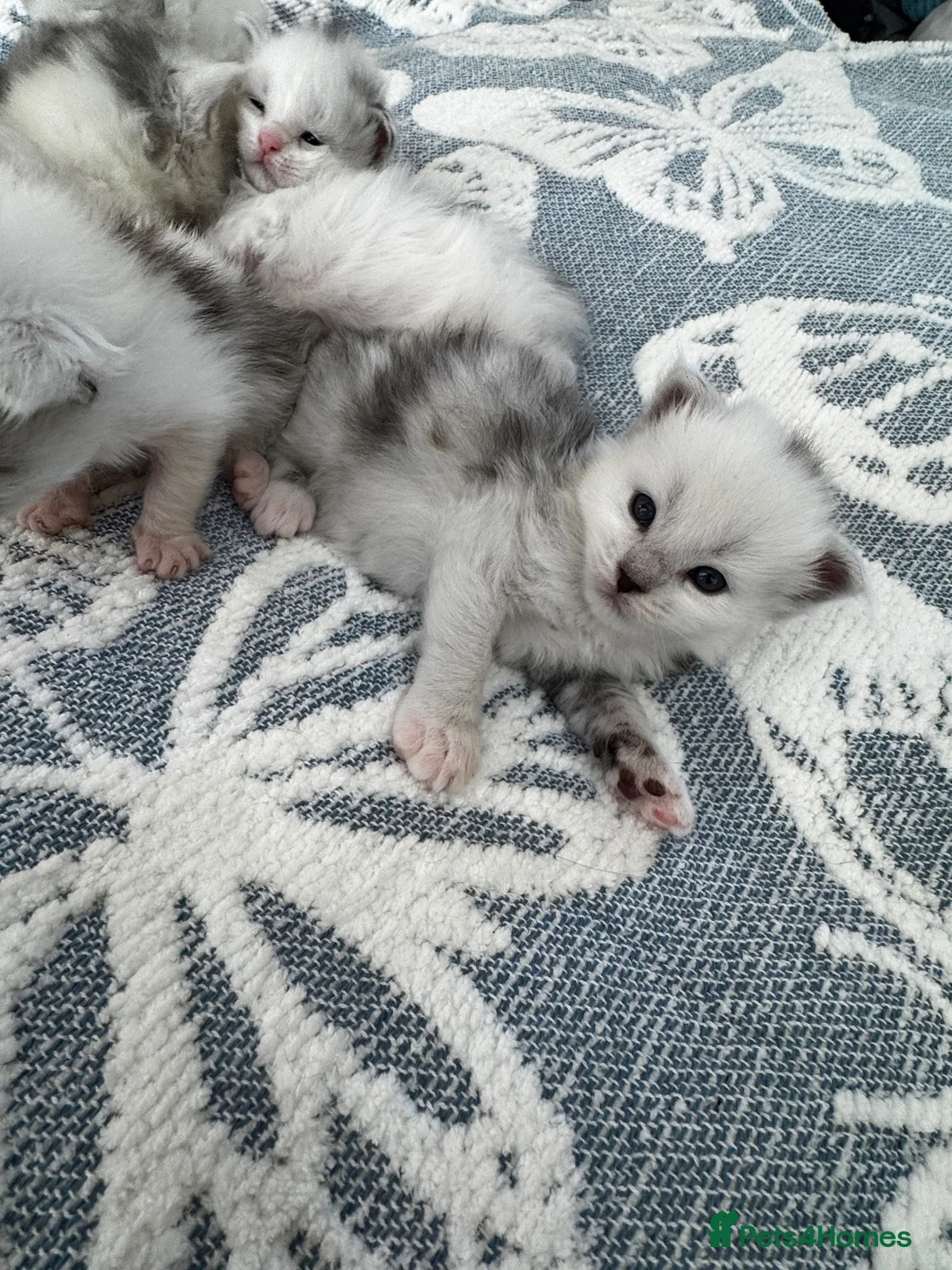 Maine Coon cats for sale: 🐾 Beautiful Maine Coon kittens  - Advert 2