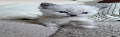 Siamese 1