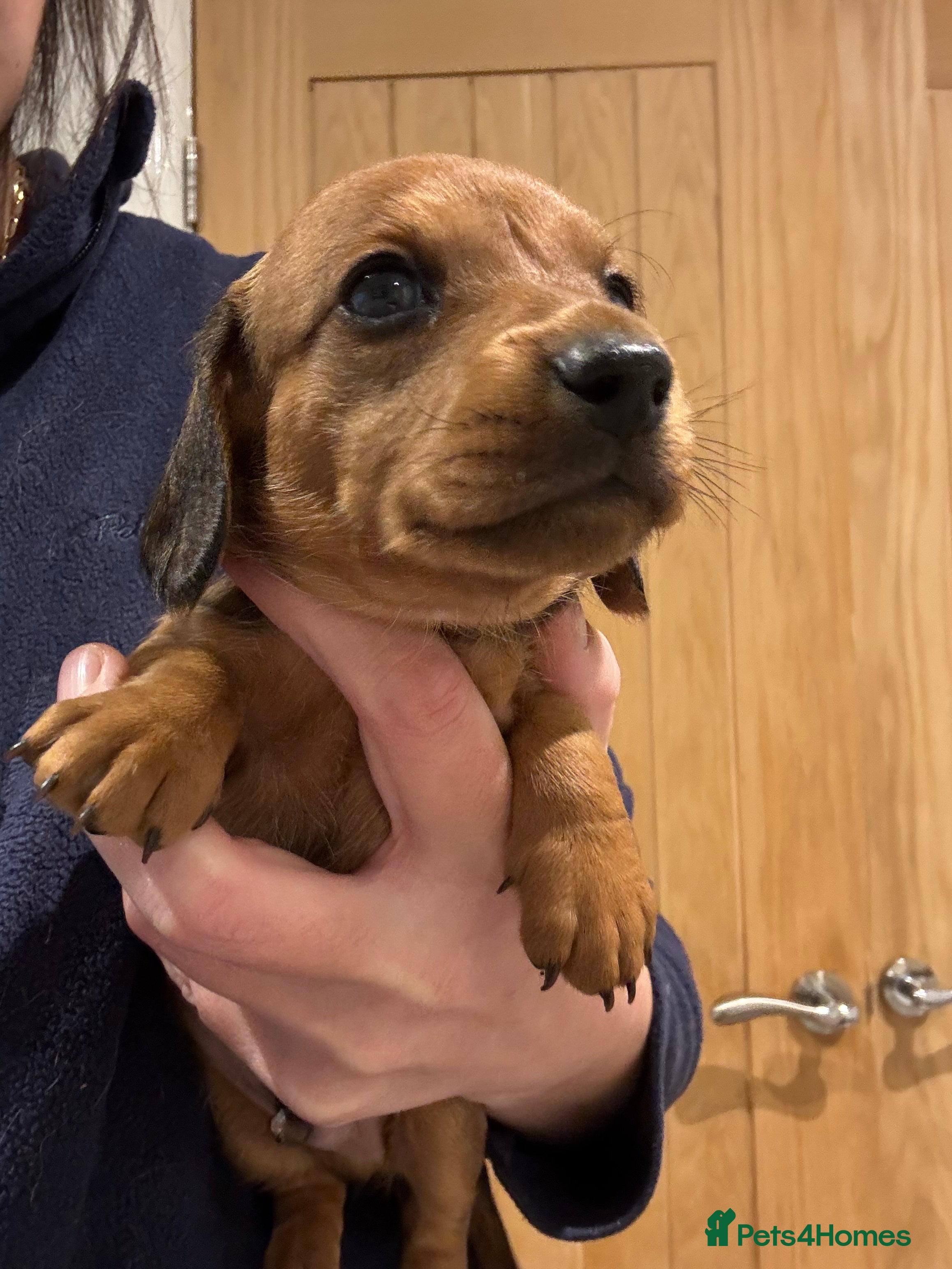 Miniature Dachshund dogs Smooth mini dachshunds  - Advert 17