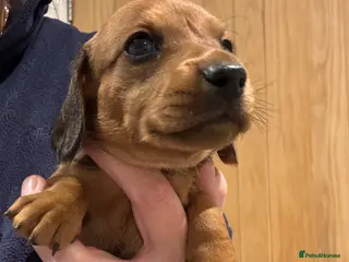 Miniature Dachshund dogs Smooth mini dachshunds - Advert 17