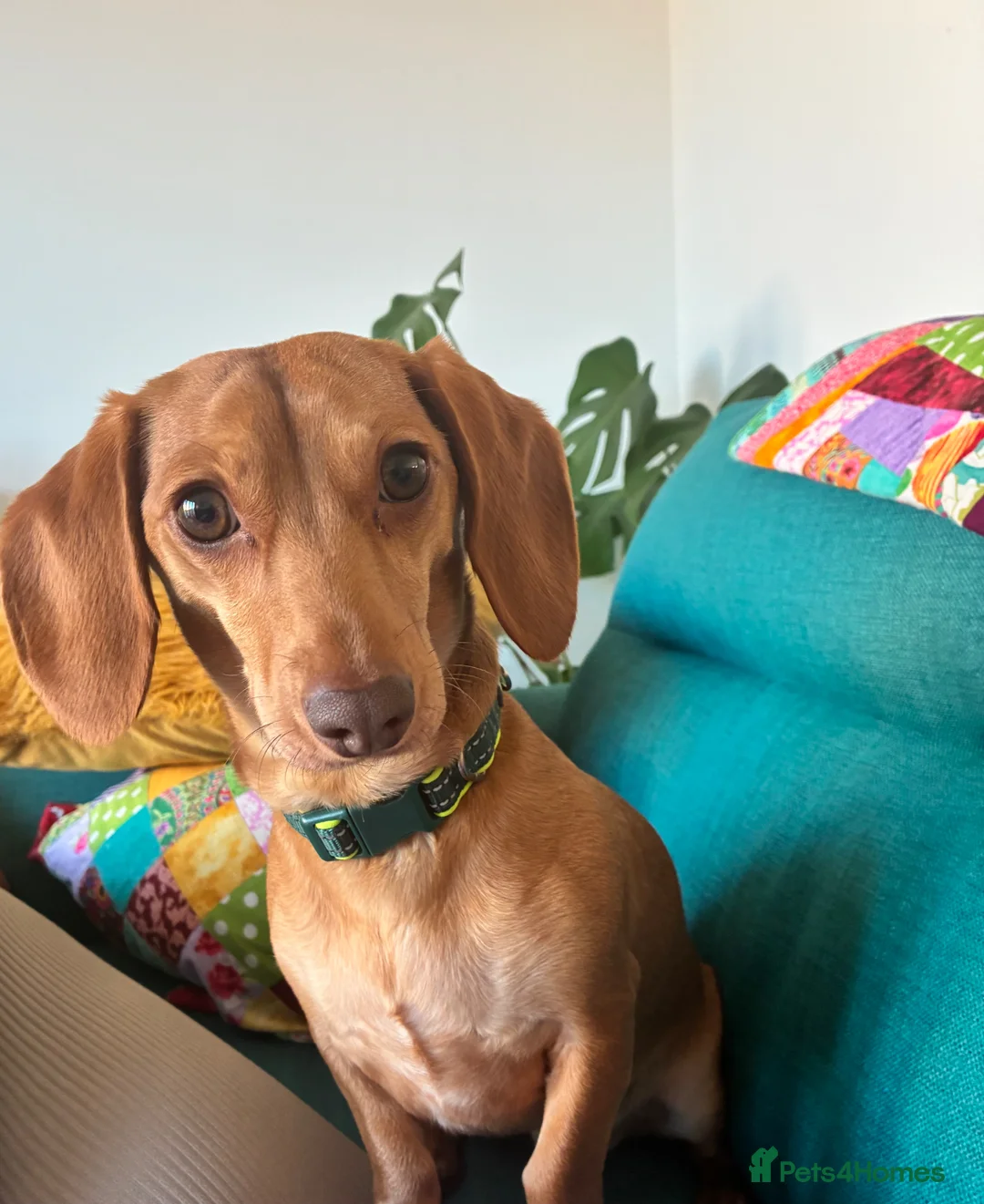 Dachshund dogs for sale: 18 month old Dachshund  in Scarborough - Advert 8