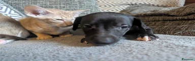 Whippet 3