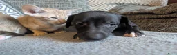 Whippet dogs for sale: Super friendly KC registered whippet pups - Advert 11