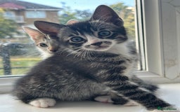 Bengal cats for sale: 6 Cross Bengal Kittens - Image 4
