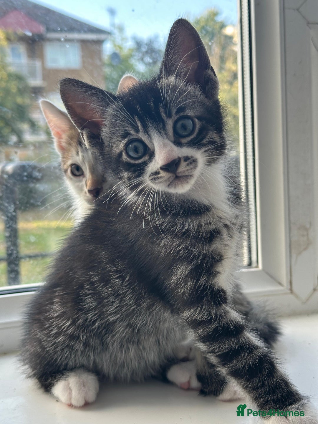 Bengal cats for sale: 6 Cross Bengal Kittens - Image 4