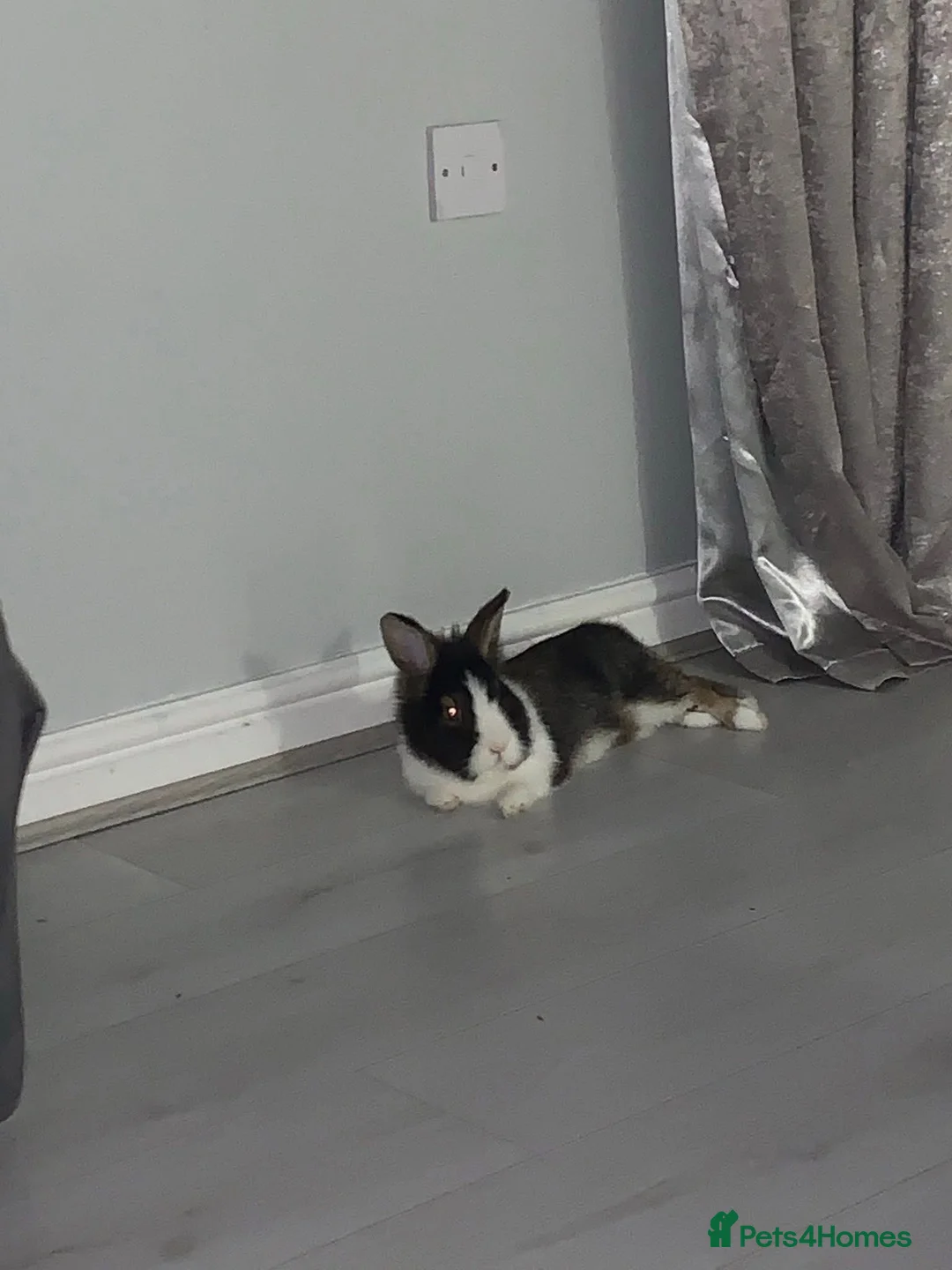 Mixed Breed rabbits for sale: two bonded bunnies - Advert 2