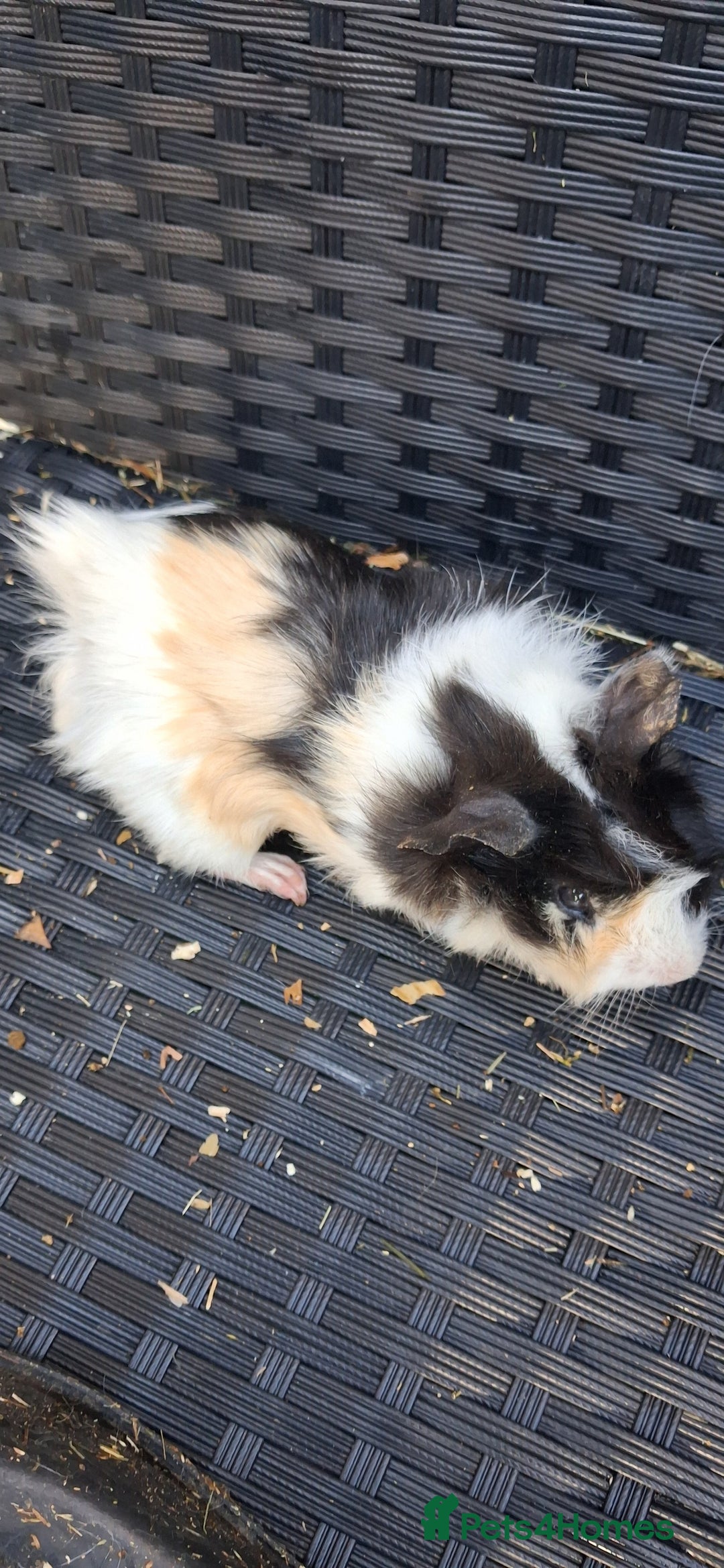 Guinea Pig rodents for sale: Baby boy guinea pigs ready to leave now  - Advert 3