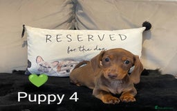 Miniature Dachshund dogs for sale: Ethically Bred Superior Health Tested Miniatures - Image 34