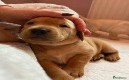 Labrador Retriever dogs for sale: 8 Beautiful Golden Labrador Puppies  - Advert 5