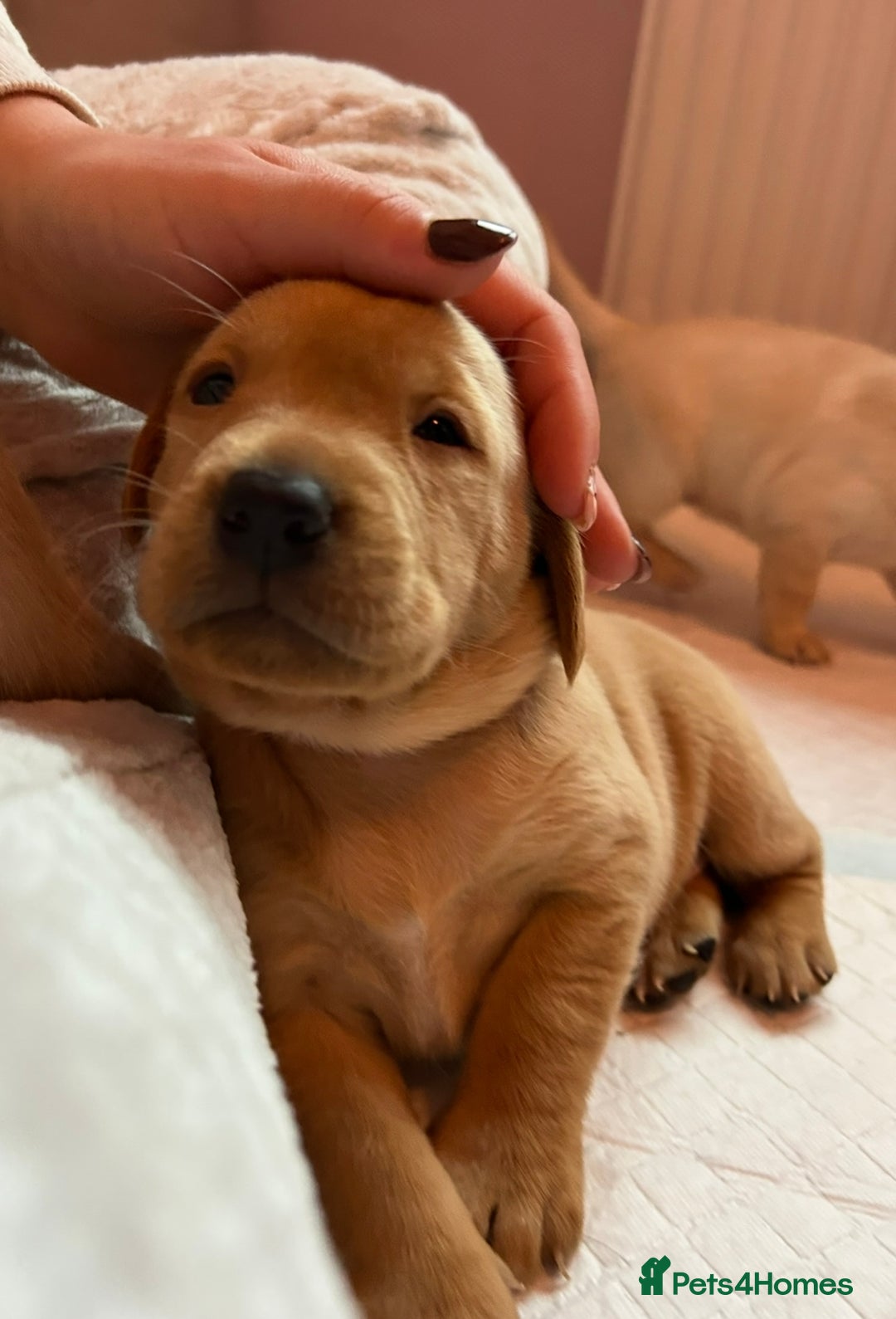 Labrador Retriever dogs for sale: 8 Beautiful Golden Labrador Puppies  - Advert 5