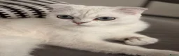 Scottish Fold cats for sale: White Scottish female looking for loving home - Advert 11