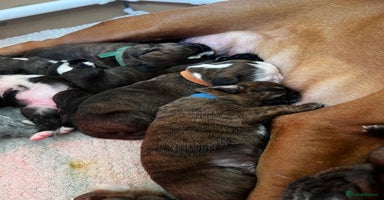 Boxer dogs Pure Boxer Puppies  - Advert 2