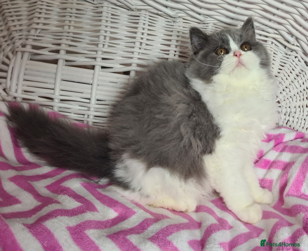 British Longhair cats for sale: Tica registered British Longhair Lady Rehome - Image 23