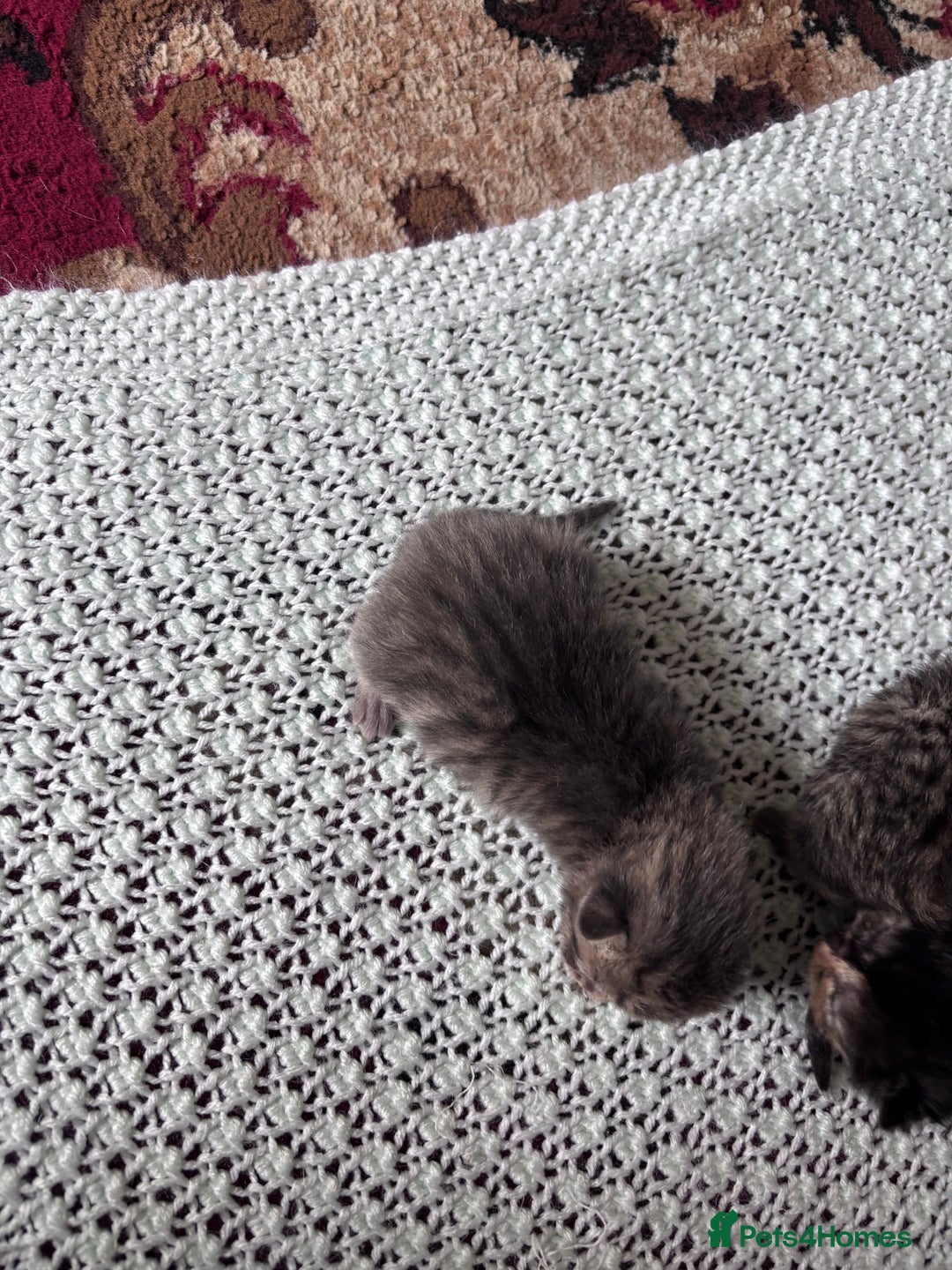 Norwegian Forest Cat cats for sale: Norwegian forest x bengal  - Image 5