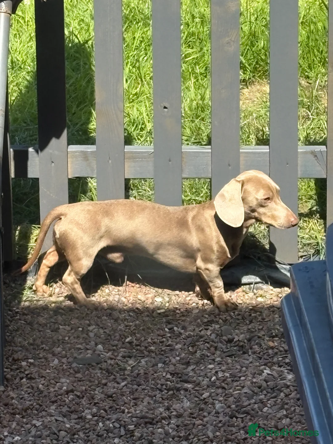 Miniature Dachshund dogs for sale: Grey miniature dachshund  - Advert 2