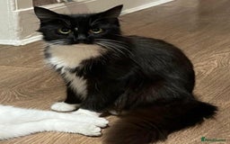 Mixed Breed cats for sale: Maine coon cross ragdoll kittens - Image 17