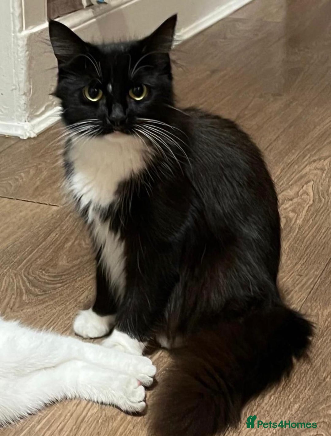 Mixed Breed cats for sale: Maine coon cross ragdoll kittens - Image 17