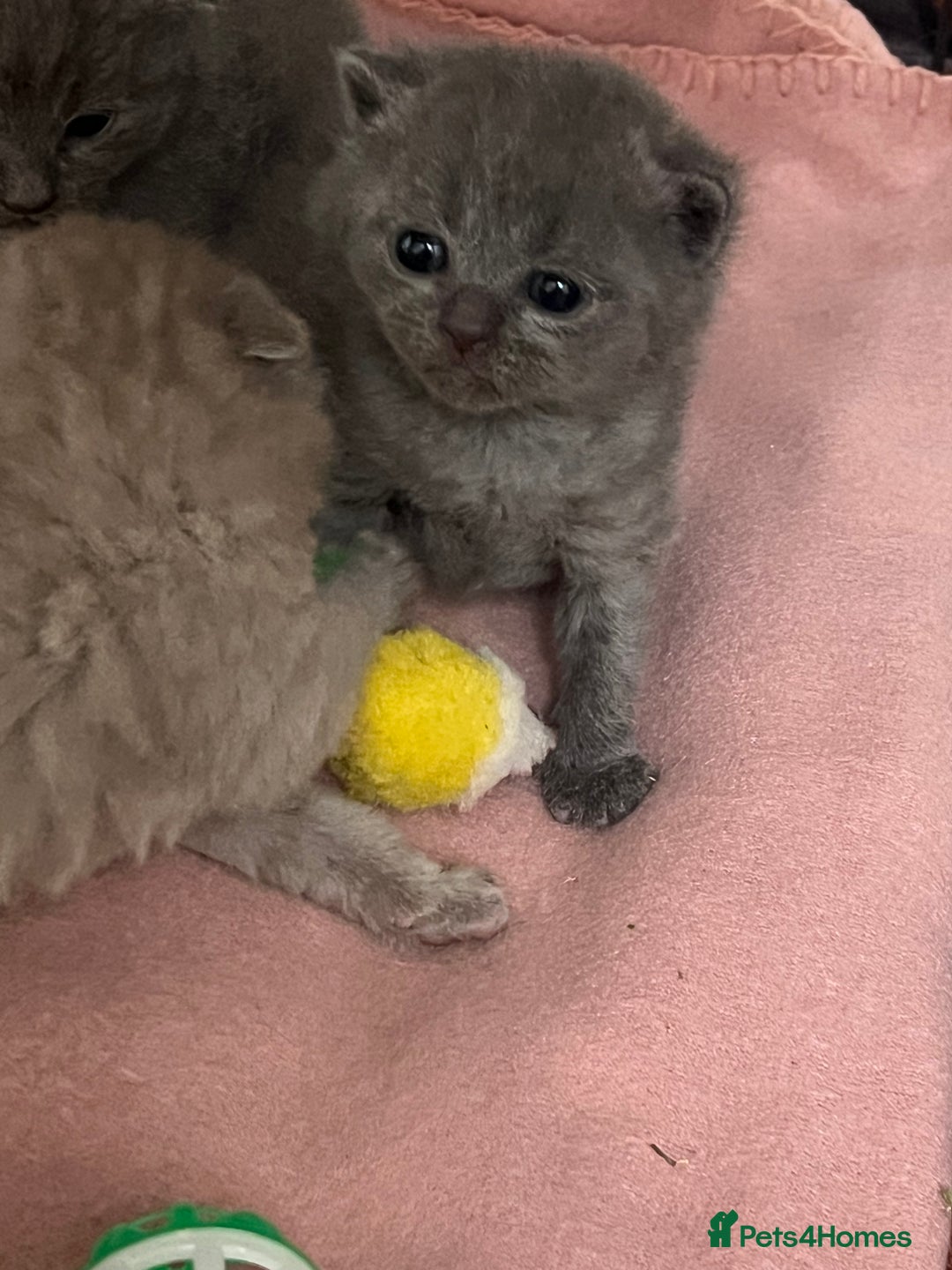 Scottish Fold cats for sale: Scottish fold and Scottish straight kittens!  - Advert 5