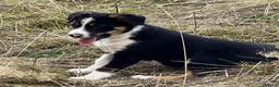 Border Collie dogs for sale: 3 x Gorgeous Collie Pups- Mum ISDS Registered!  - Advert 4