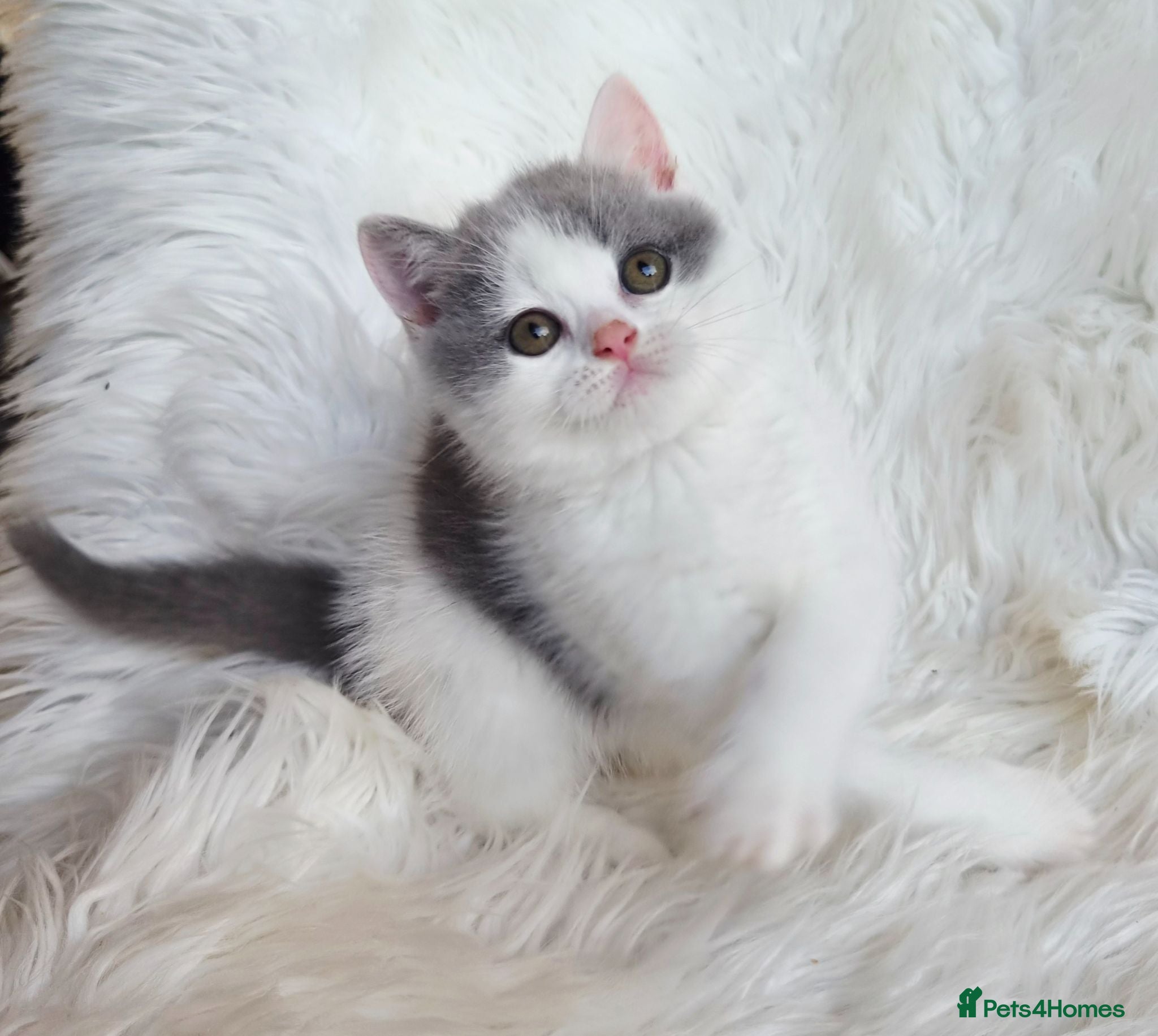 British Shorthair cats Stunning British shorthair kittens  - Advert 11