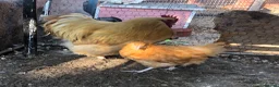Chickens poultry for sale: Orpington Pullets and Cockerels Various Ages  - Advert 4