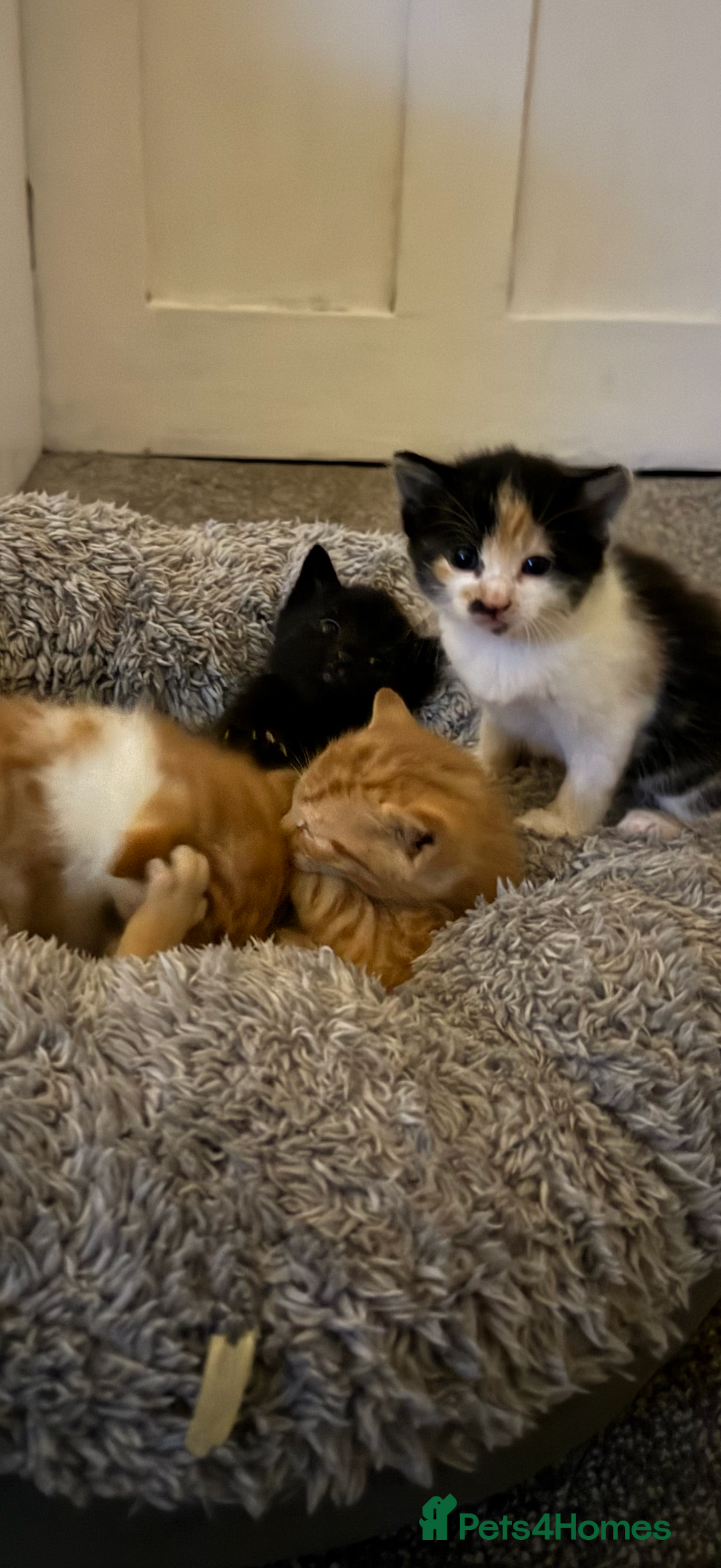 Mixed Breed cats for sale: 3 beautiful kittens wonderful pets - Advert 1